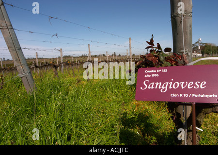 Vigneti potati per l'inverno in Cordon Royat e un segno dicendo che sia le uve di Sangiovese. Bodega Pisano Cantina Progreso, Uruguay Sud America Foto Stock