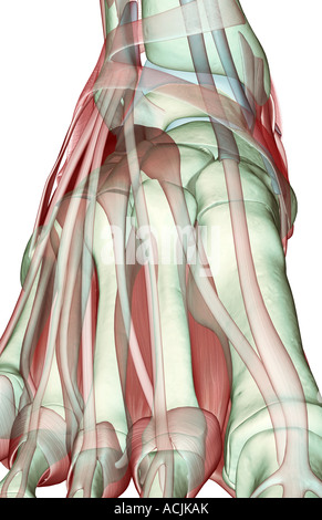 Il musculoskeleton del piede Foto Stock