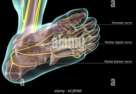 I nervi del piede Foto Stock