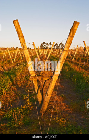 Vista sul vigneto al tramonto. Vigne addestrati in Lira, la potatura invernale, legno pali di sostegno e fili metallici per legare le vigne a. Bodega Carlos Pizzorno Cantina, Canelon Chico, Canelones, Uruguay Sud America Foto Stock