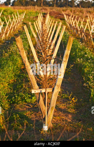 Vista sul vigneto al tramonto. Vigne addestrati in Lira, la potatura invernale, legno pali di sostegno e fili metallici per legare le vigne a. Bodega Carlos Pizzorno Cantina, Canelon Chico, Canelones, Uruguay Sud America Foto Stock