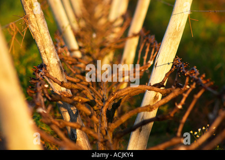 Vista sul vigneto al tramonto. Vigne addestrati in Lira, la potatura invernale, legno pali di sostegno e fili metallici per legare le vigne a. Bodega Carlos Pizzorno Cantina, Canelon Chico, Canelones, Uruguay Sud America Foto Stock