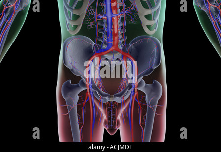 L'alimentazione di sangue del corpo inferiore Foto Stock