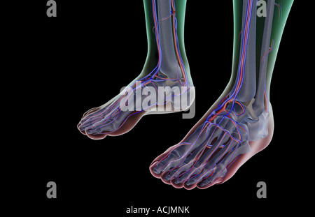 L'alimentazione di sangue dei piedi Foto Stock