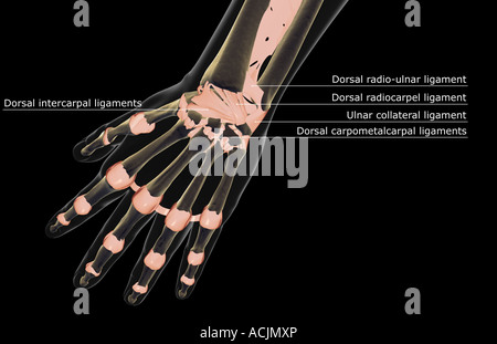 I legamenti della mano Foto Stock