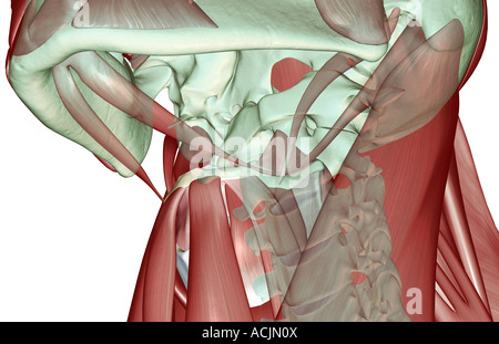 Il musculoskeleton del collo Foto Stock