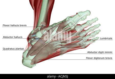 Il musculoskeleton del piede Foto Stock