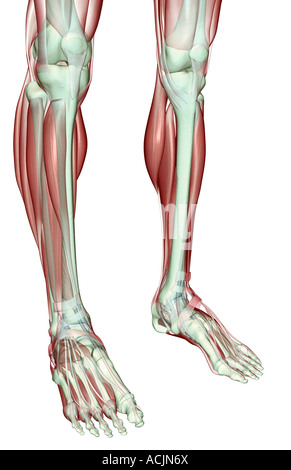 Il musculoskeleton delle gambe Foto Stock