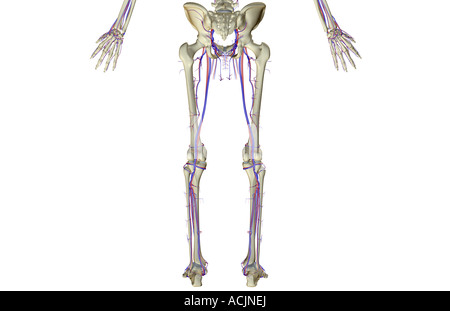 L'alimentazione di sangue del corpo inferiore Foto Stock