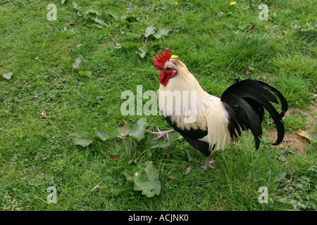 Free range luce Sussex pollo galletto Hampshire Inghilterra. Foto Stock