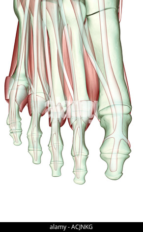 Il musculoskeleton del piede Foto Stock