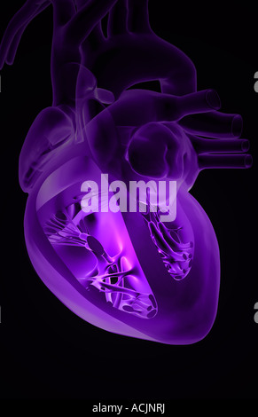 Anatomia di sezione del cuore Foto Stock