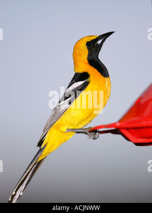 Un maschio incappucciati Rigogolo appollaiate su un alimentatore Foto Stock