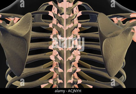 I legamenti della colonna vertebrale Foto Stock