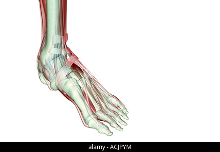Il musculoskeleton del piede Foto Stock