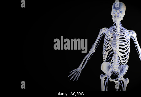 L'alimentazione del nervo della parte superiore della scocca Foto Stock