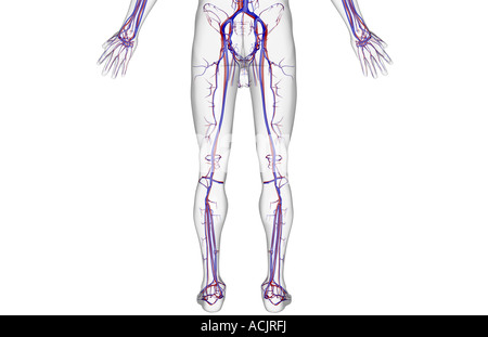 L'alimentazione di sangue del corpo inferiore Foto Stock