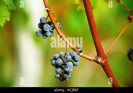 A pochi grappoli rimangono sulla vite dopo la vendemmia. Alcune minuscole Merlot . Château Beauregard, Pomerol, Bordeaux Gironde Aquitaine Francia Europa Foto Stock