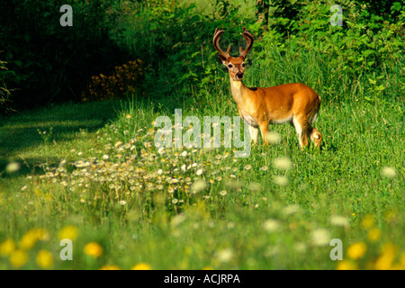 Culbianco buck in campo verde di fiori, Missouri USA Foto Stock