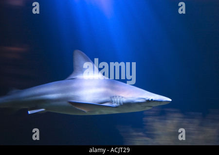 Il grande squalo bianco nuoto a Shedd Aquarium di Chicago, Illinois. © Craig M. Eisenberg Foto Stock