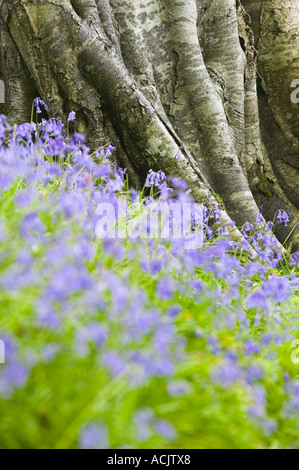 Bluebells, Hyacinthoides non scripta presso il bolo di un albero nel bosco Foto Stock