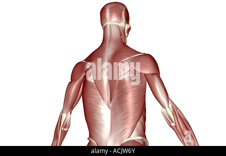 I muscoli della parte superiore della scocca Foto Stock