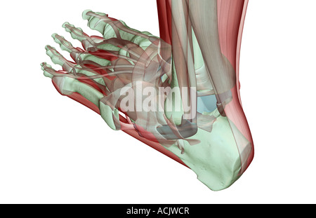 Il musculoskeleton del piede Foto Stock