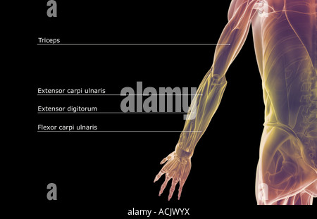 I muscoli dell'arto superiore Foto Stock