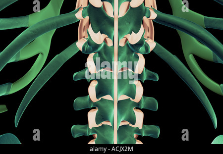 I legamenti delle vertebre lombari Foto Stock