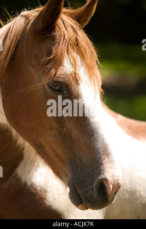 Ritratto di marrone e white chestnut skewbald New Forest pony Foto Stock
