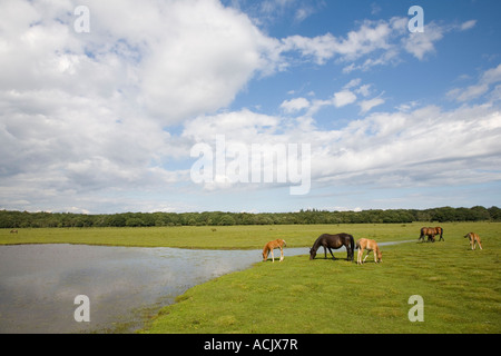 New Forest pony pascolo a Balmer Lawn Brockenhurst nuova foresta Foto Stock