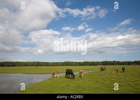 New Forest pony pascolo a Balmer Lawn Brockenhurst nuova foresta Foto Stock