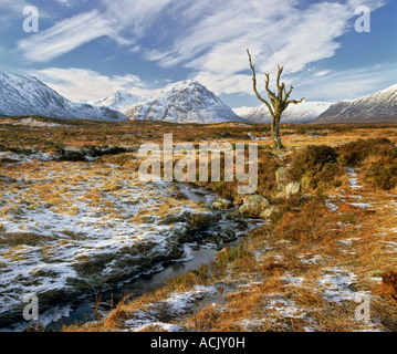 Un lone albero morto sulla neve spolverata Rannoch Moor, Glencoe, Scozia, sostenuta da Snow capped Buchaille Etive Mor. Foto Stock