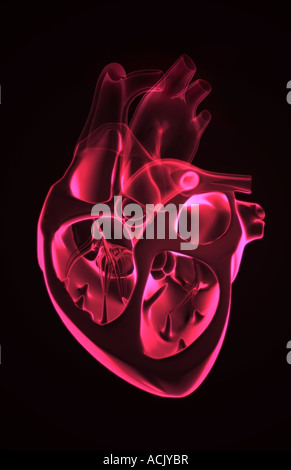 Anatomia di sezione del cuore Foto Stock