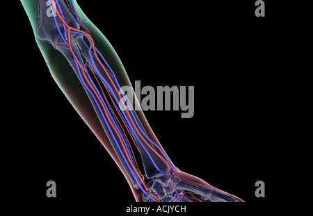 L'alimentazione di sangue dell'avambraccio Foto Stock