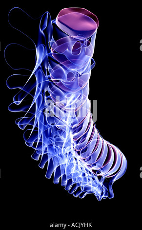 La colonna vertebrale Foto Stock