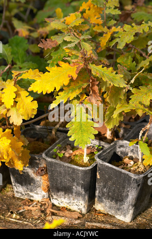 Giovani piante in vivaio che sono stati seminati con spore di tartufo e che saranno piantate e produrre tartufi. Giovani oak Foto Stock