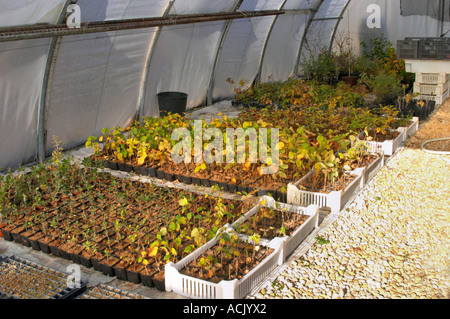 Giovani piante in vivaio che sono stati seminati con spore di tartufo e che saranno piantate e produrre tartufi. Giovani oak Foto Stock