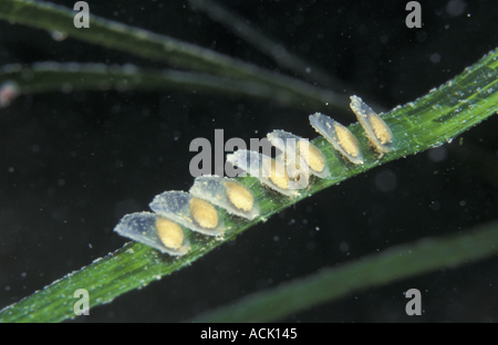 Uova di cane reticolare buccino Nassarius reticulatus Jersey canale è UK St Catherines Foto Stock