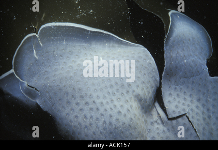 Tappetino di mare bryozoan Membranipora membranacea su kelp Sark canale è UK Foto Stock