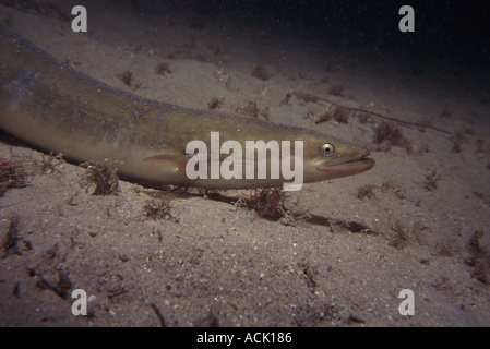 Anguilla Anguilla anguilla Jersey nelle isole del Canale REGNO UNITO Foto Stock