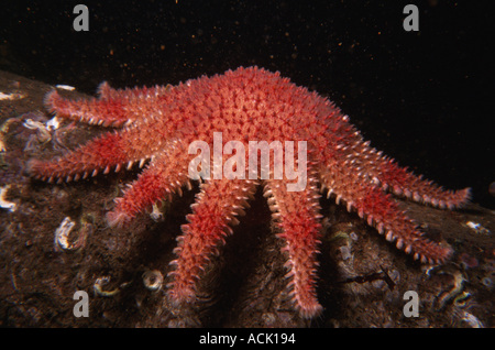 Sunstar comune Crossaster papposus Loch Linnhe Scotland Regno Unito Foto Stock