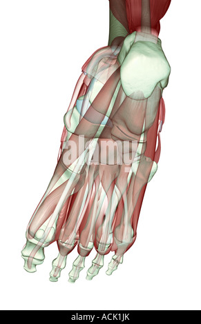 Il musculoskeleton del piede Foto Stock