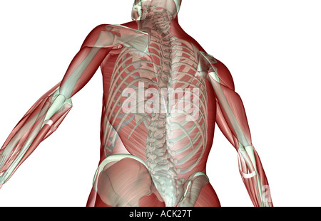 Il musculoskeleton della parte superiore della scocca Foto Stock