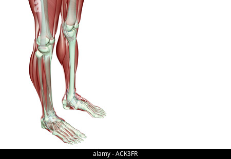Il musculoskeleton delle gambe Foto Stock