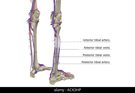 L'alimentazione di sangue della gamba Foto Stock
