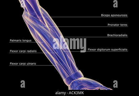 I muscoli dell'avambraccio Foto Stock