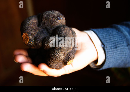 Hugues Martin, il proprietario dei tartufi azienda agricola un gigantesco fresco Perigord nero tartufo nella sua mano, del peso di circa 700 grammi Truffiere de la Bergerie (Truffière) tartufi farm Ste Foy de finchéil Dordogne Francia Foto Stock