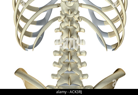 Le ossa della parte bassa della schiena Foto Stock