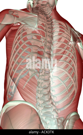 Il musculoskeleton della parte superiore della scocca Foto Stock